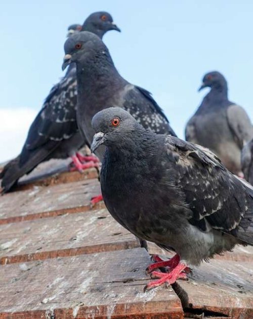 dedetizacao-de-pombos-1024x642